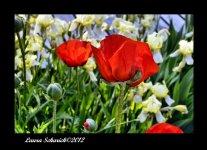 framed poppies.jpg