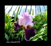 iris resized.jpg