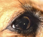cookie's eye.jpg