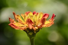 flower.jpg