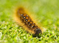 tentcatterpillar.jpg