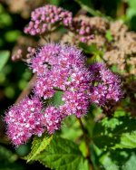 DSC_7517.jpg