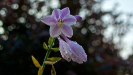Hosta and Raindrops 2.jpg