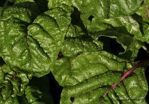 Garden leaves.jpg