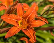 DSC_7530.jpg