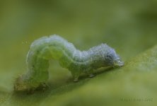 Caterpillar.jpg