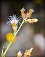 flower1.jpg