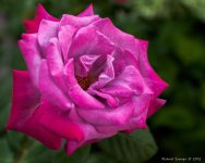 DSC_7532.jpg