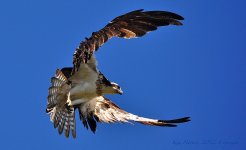 osprey.jpg