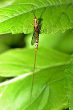 DSC_0213 (533x800).jpg