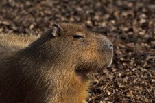 Capybara 1.jpg