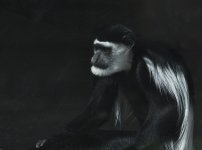 Colobus Monkey 1.jpg