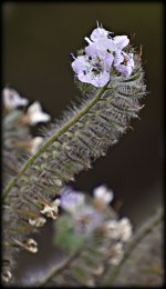 sm06164flower.jpg