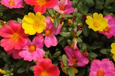 Flowers.JPG