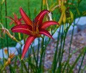 Tiger Lily.jpg