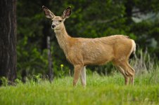 deer.jpg