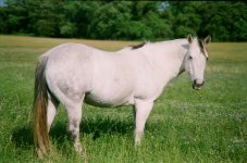 horse.jpg