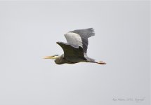 heron1.jpg