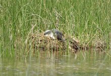 nesting loon.jpg