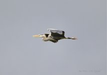 heron2.jpg