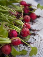 Harvest.jpg