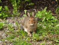 cute bunny.jpg