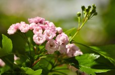 tinyflowers.jpg