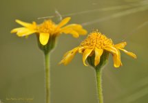 yellow flowers.jpg