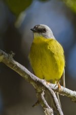 Eastern Robin 057.jpg