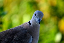 Eurasian Collared Dove.JPG