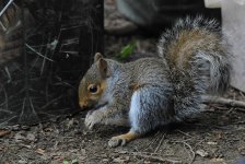 Squirrel baby 3.jpg