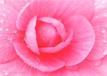 pink.jpg