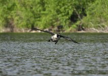 loonar landing1.jpg