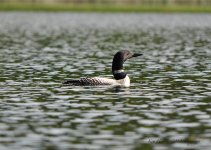 loonar landing4.jpg