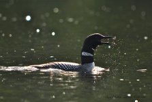 loon call.jpg