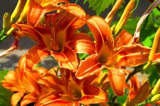 Day lily resized.jpg