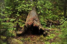 forest.jpg