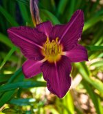 Purple Lily.jpg