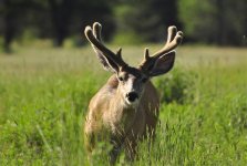 1buck.jpg