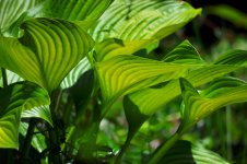 from hosta with love.jpg