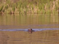 beaver.jpg