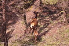elk and baby.jpg