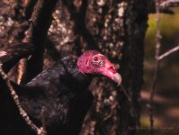 vulture head.jpg