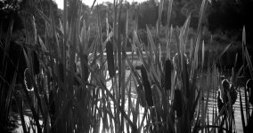 Cattails.jpg