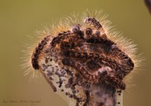 tent caterpillars.jpg