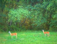 deer.jpg