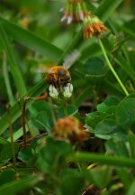 pollinators rule.jpg