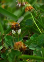 pollinators rule.jpg