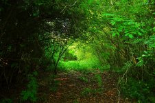 m_enchanted path.jpg