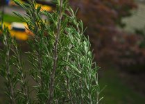 m_we call her rosemary.jpg